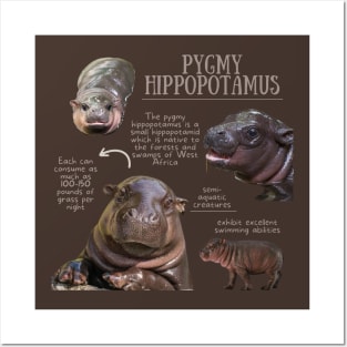 Animal Facts - Pygmy Hippopotamus Posters and Art